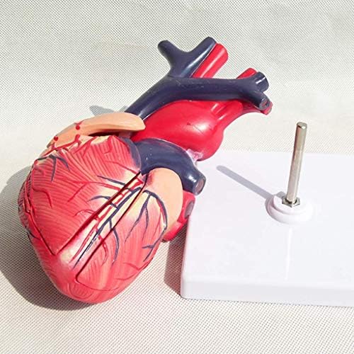 Наставен модел, Анатомски срцев модел - Висцерална анатомија Б Супер боја Ултразвук срцев примерок - ПВЦ човечко срце модел