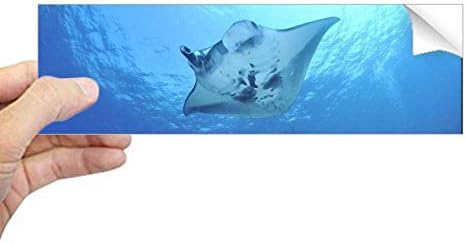 Diythinker Ocean Ray Skate Science Science Nature Picturation Practagle правоаголник браник налепница прозорец прозорец